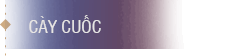 Vip 10